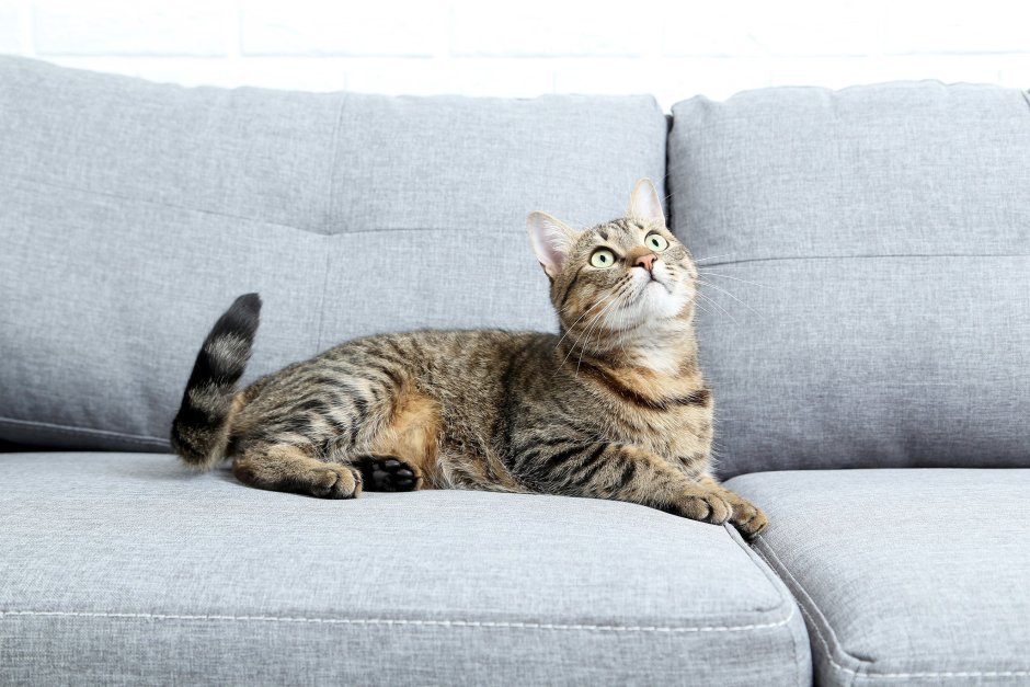 Котенок на диване
