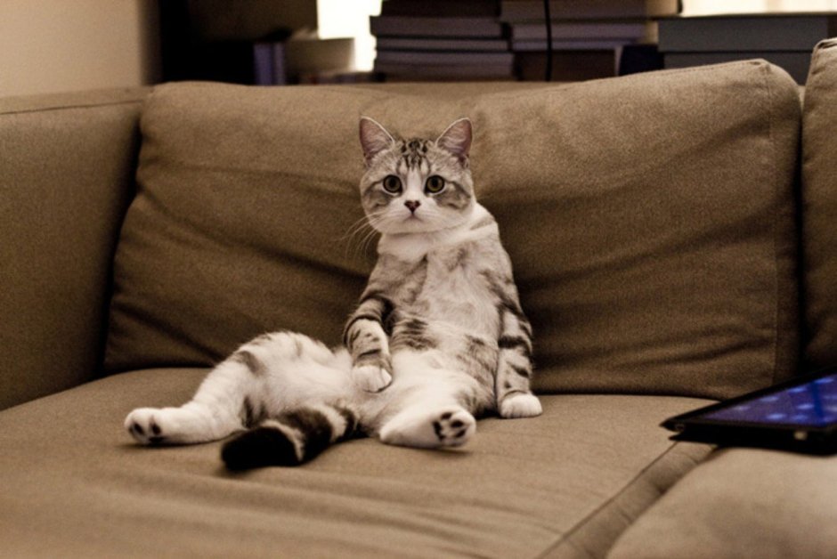 Кошка сидит на диване