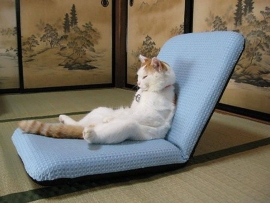 Кот сидит на диване