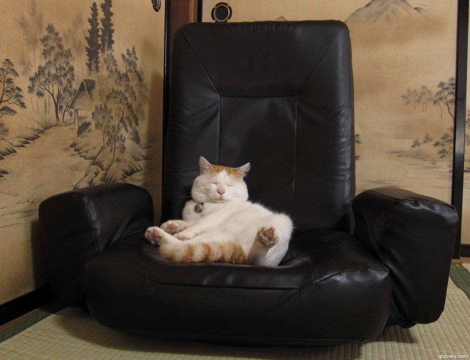 Котик в кресле