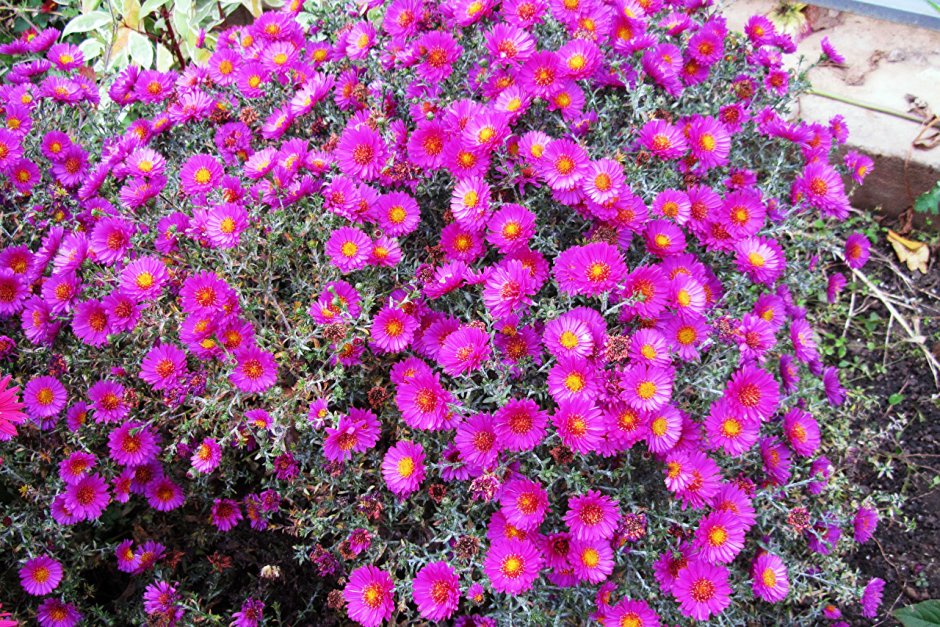 Aster dumosus Jenny