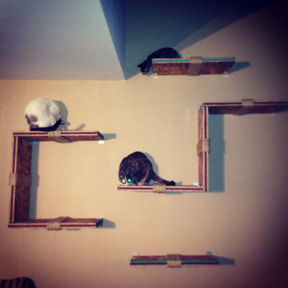 Кошачьи лазы на стене