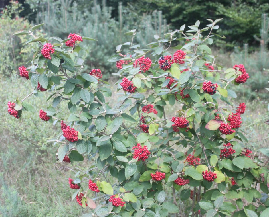 Калина гордовина Viburnum Lantana