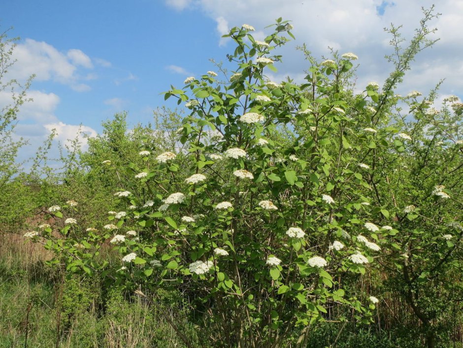 Калина гордовина Viburnum Lantana