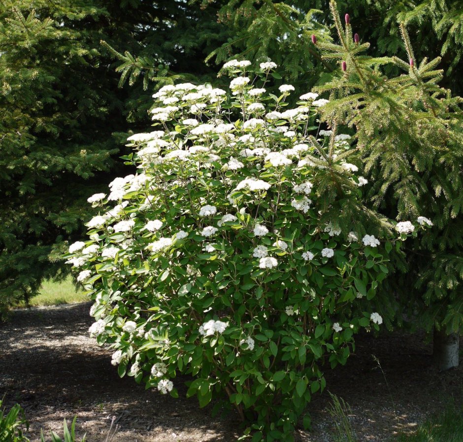 Viburnum Lantana 'Mohican'