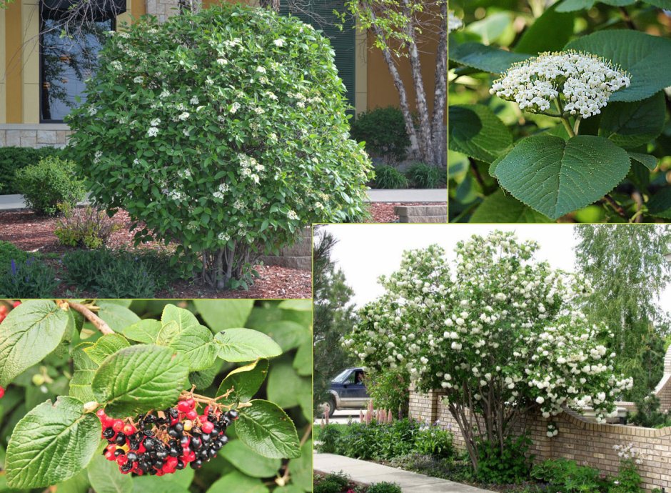 Калина гордовина Viburnum Lantana