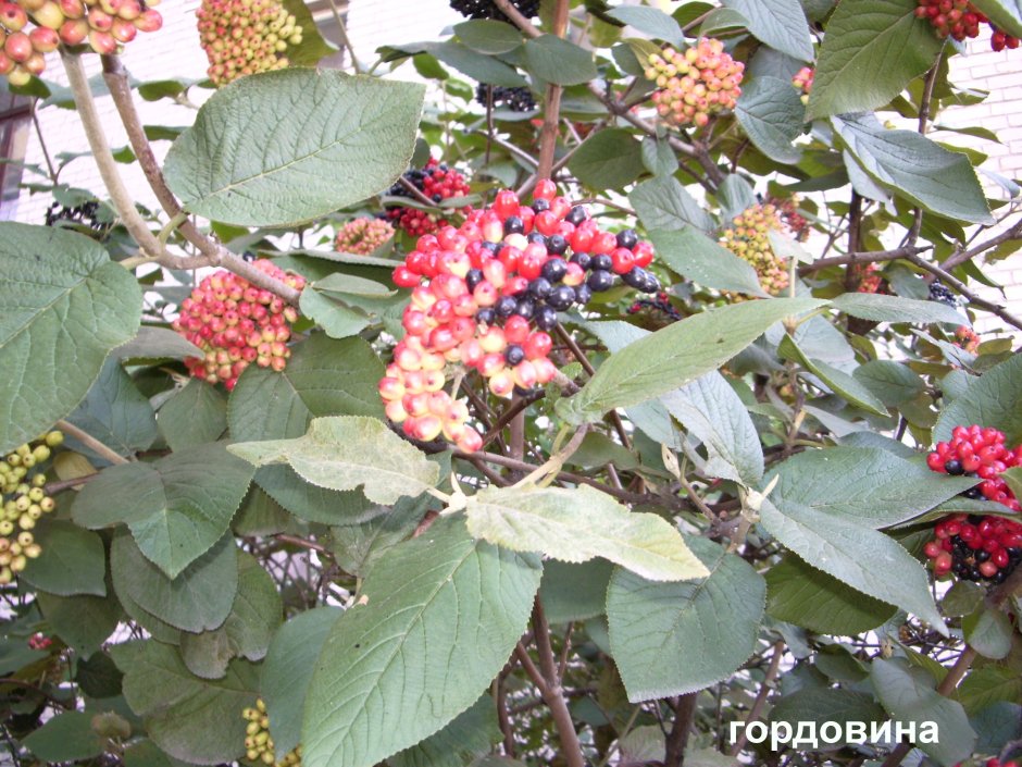 Калина гордовина съедобная