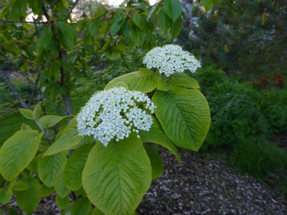 Калина гордовина Viburnum Lantana