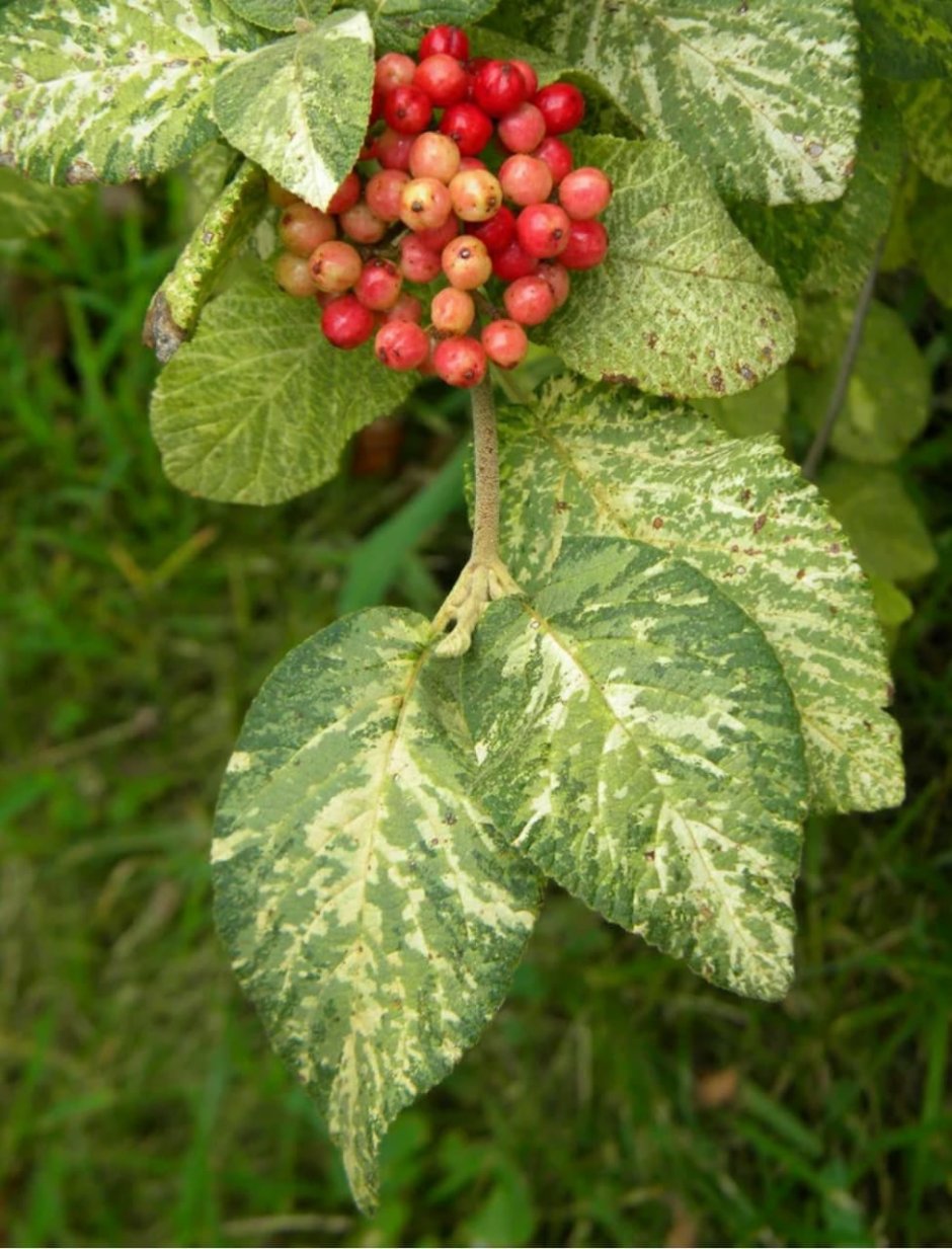 Калина гордовина Viburnum Lantana