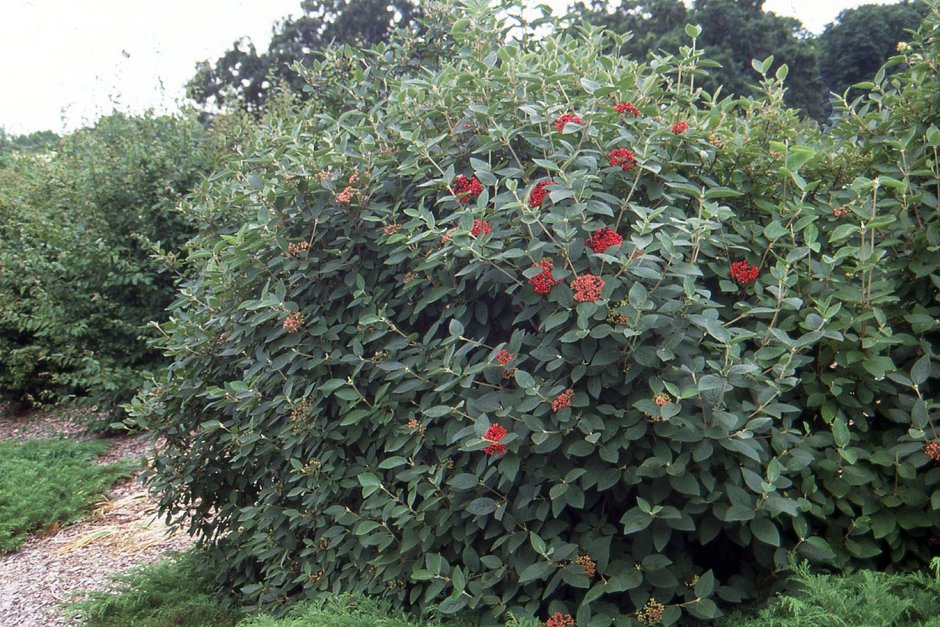 Калина гордовина куст