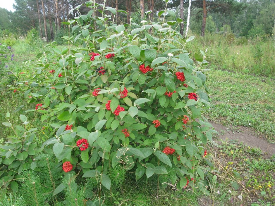 Калина гордовина