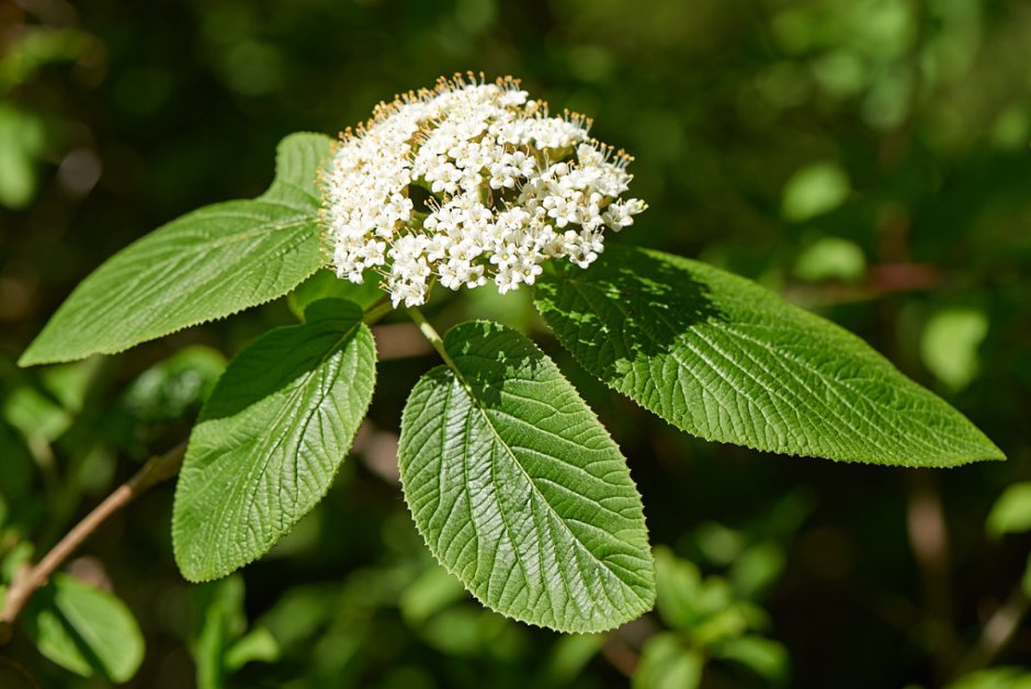 Калина гордовина Viburnum Lantana