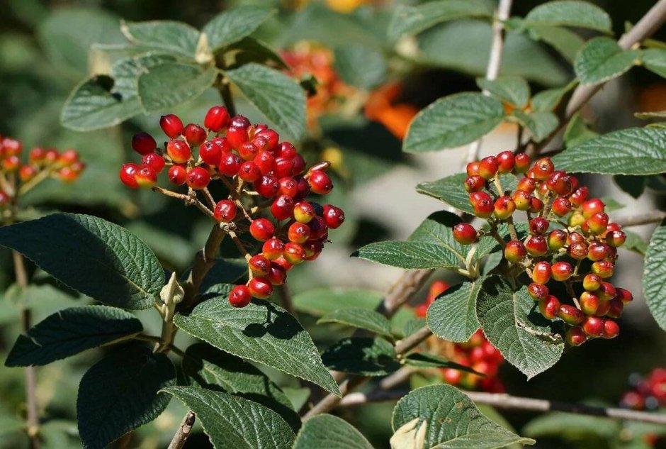 Калина гордовина Viburnum Lantana