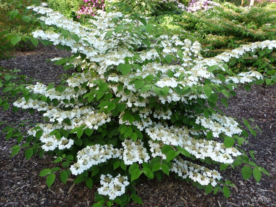 Калина складчатая 'Ватанабе' Viburnum plicatum 'watanabe'