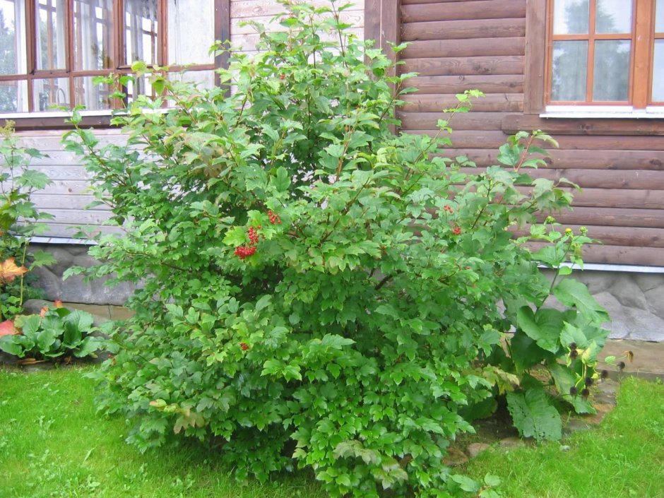 Калина Саржента куст