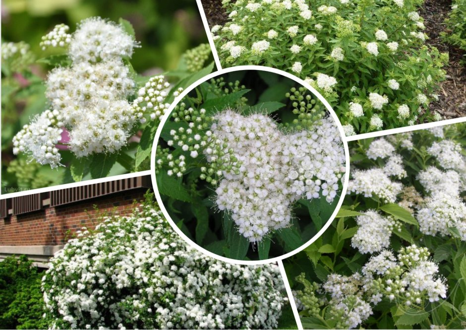 Спирея японская (Spiraea japonica `albiflora`)