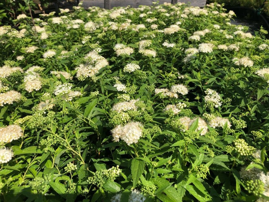 Спирея японская albiflora (Альбифлора)