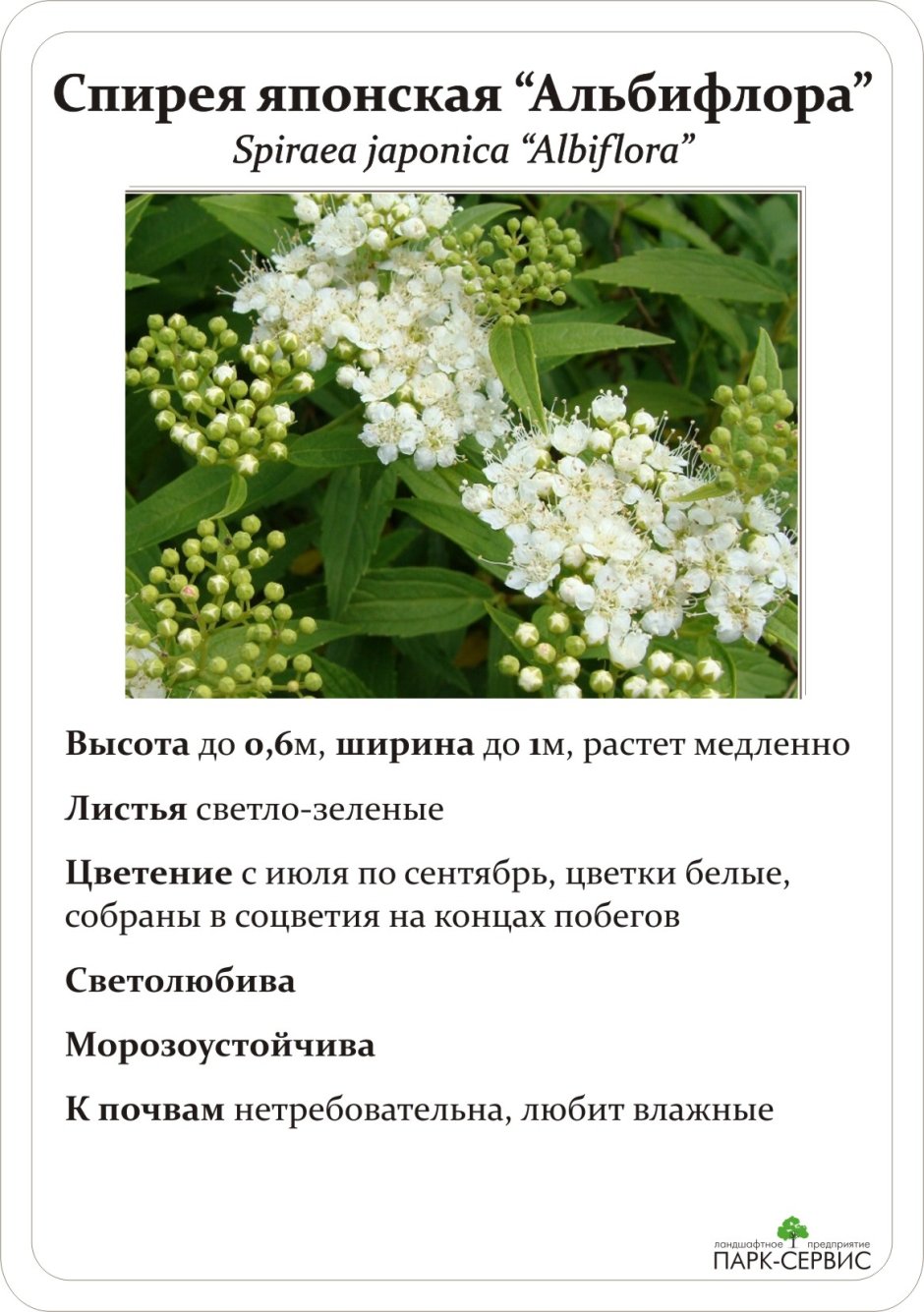 Хвойники Барбарис спирея