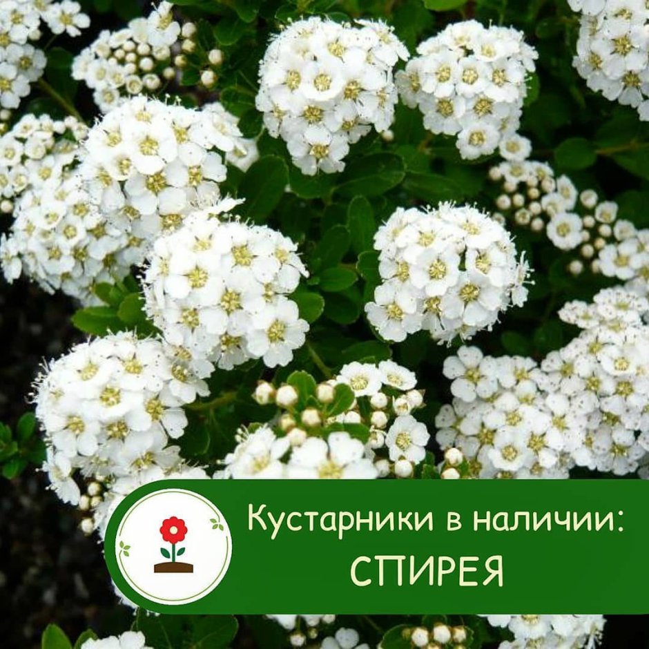 Спирея японская Альбифлора