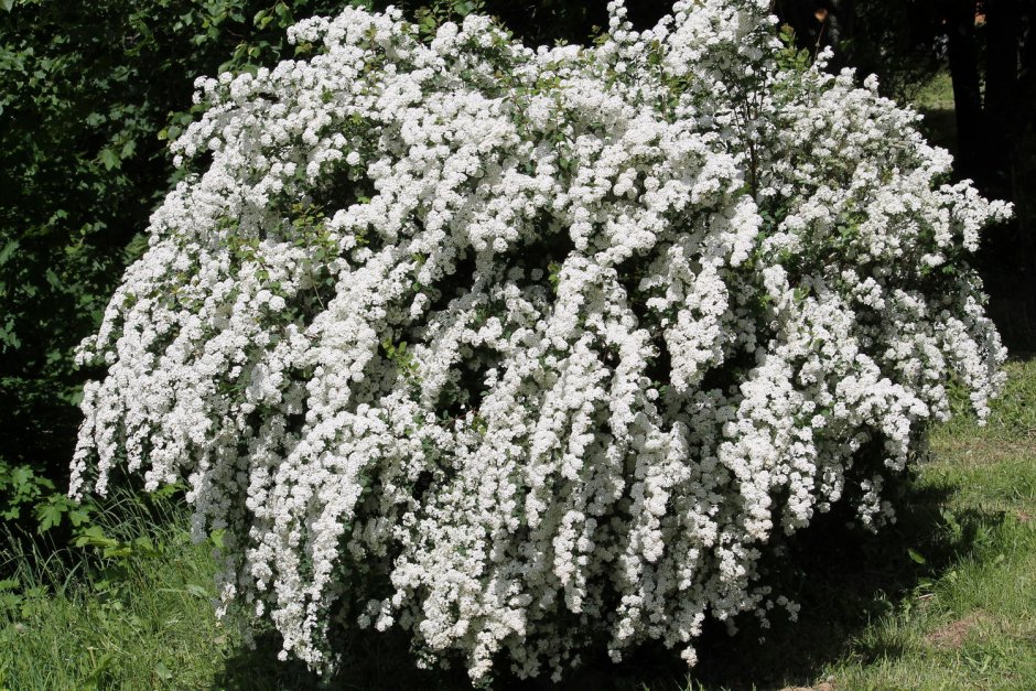 Лапчатка кустарниковая Abbotswood
