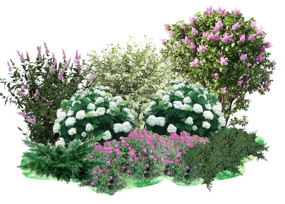 Спирея японская albiflora