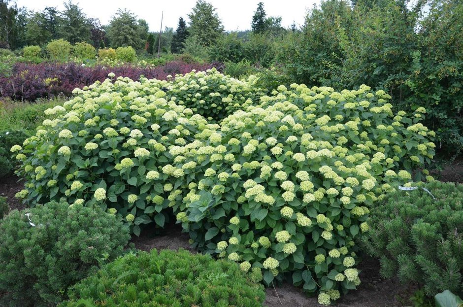 Спирея японская albiflora