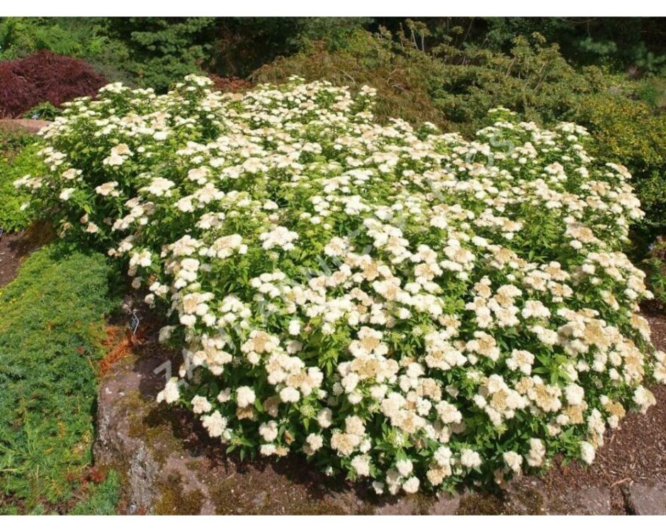 Спирея японская albiflora