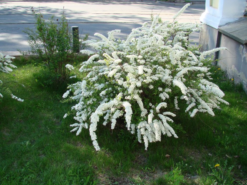Спирея японская Альбифлора