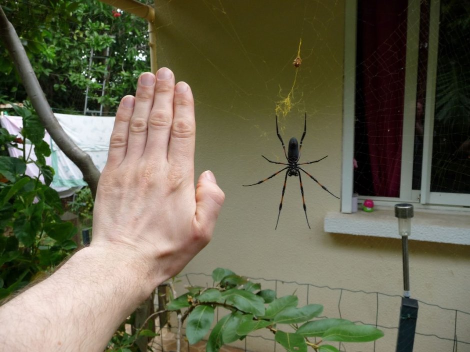 Halloween Black Spider Cobweb