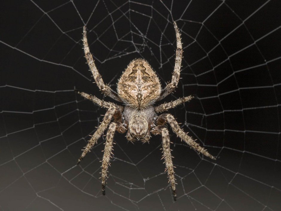 Домовой паук Tegenaria Agrestis