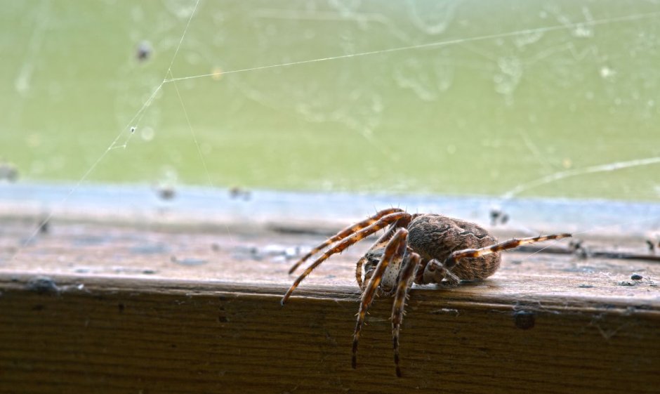 Паук Araña araignee Ragno
