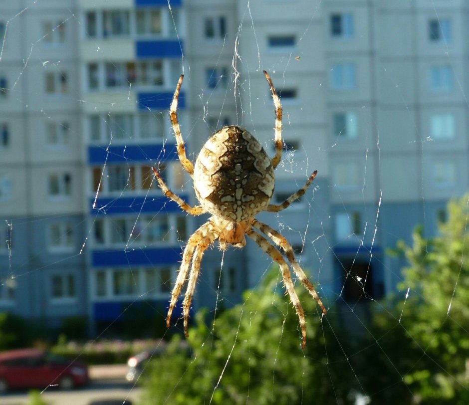 Larinioides sclopetarius