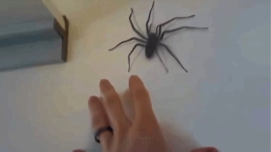 Паук Aranea Diadema