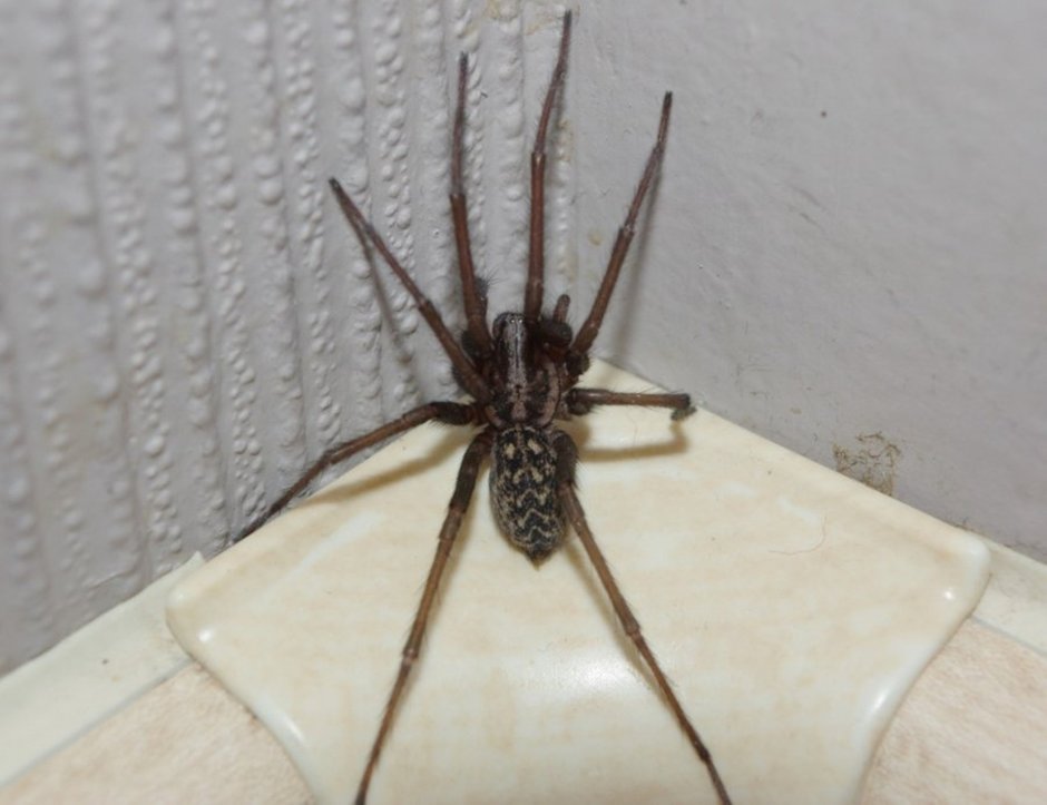 Домовой паук Tegenaria Agrestis