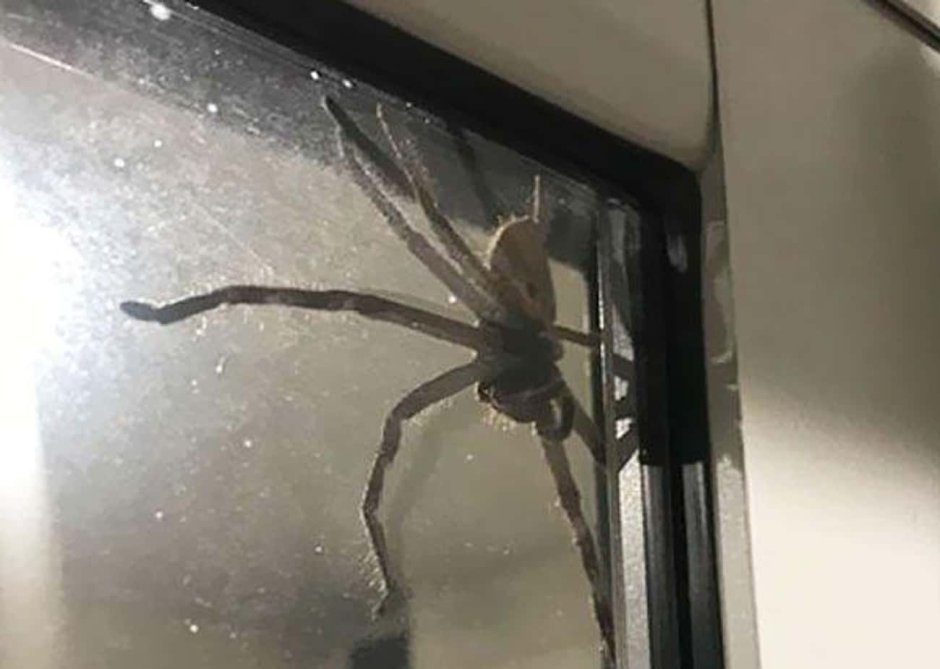 Tegenaria gigantea