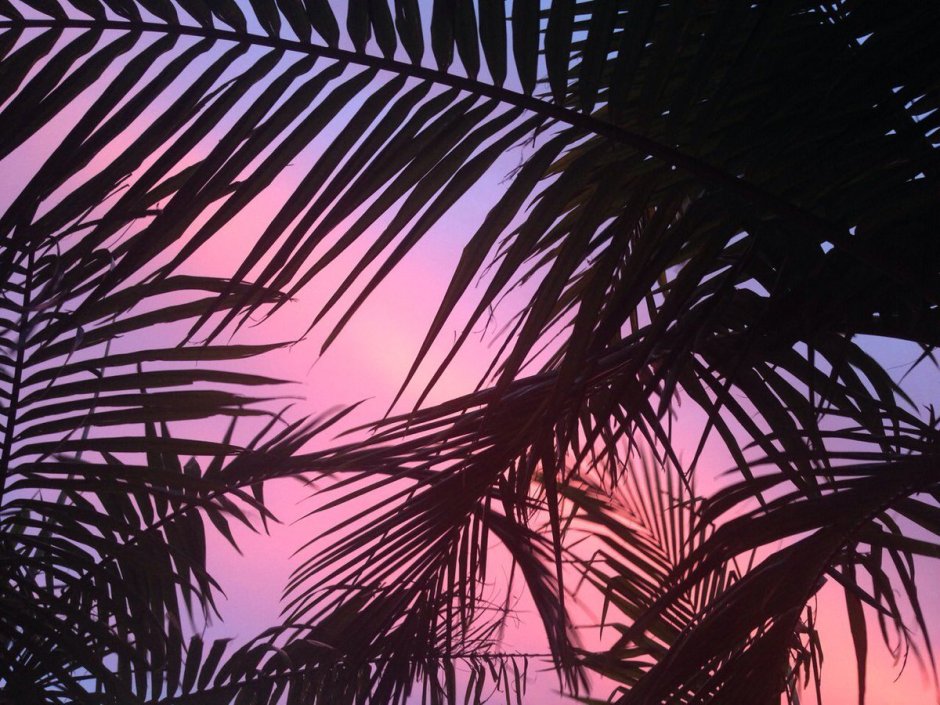 Розовые пальмы