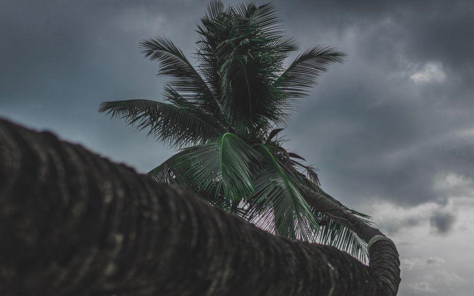 Пальмы темные