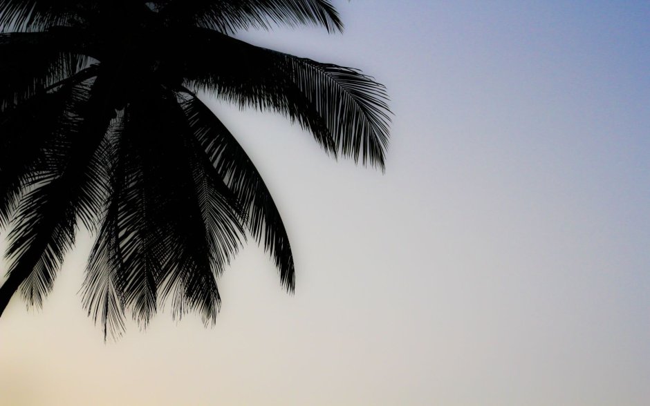 Картинки на рабочий стол пальмы