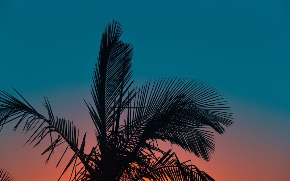 Фон пальмы
