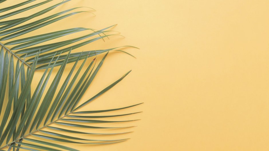 Пальмовые листья фон