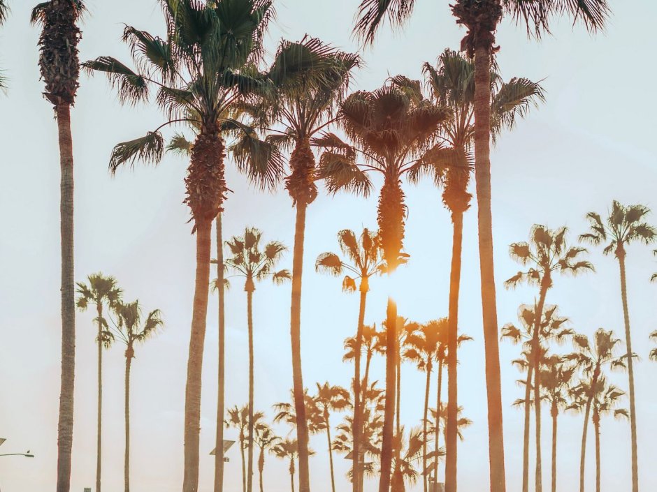 Пальмы Эстетика