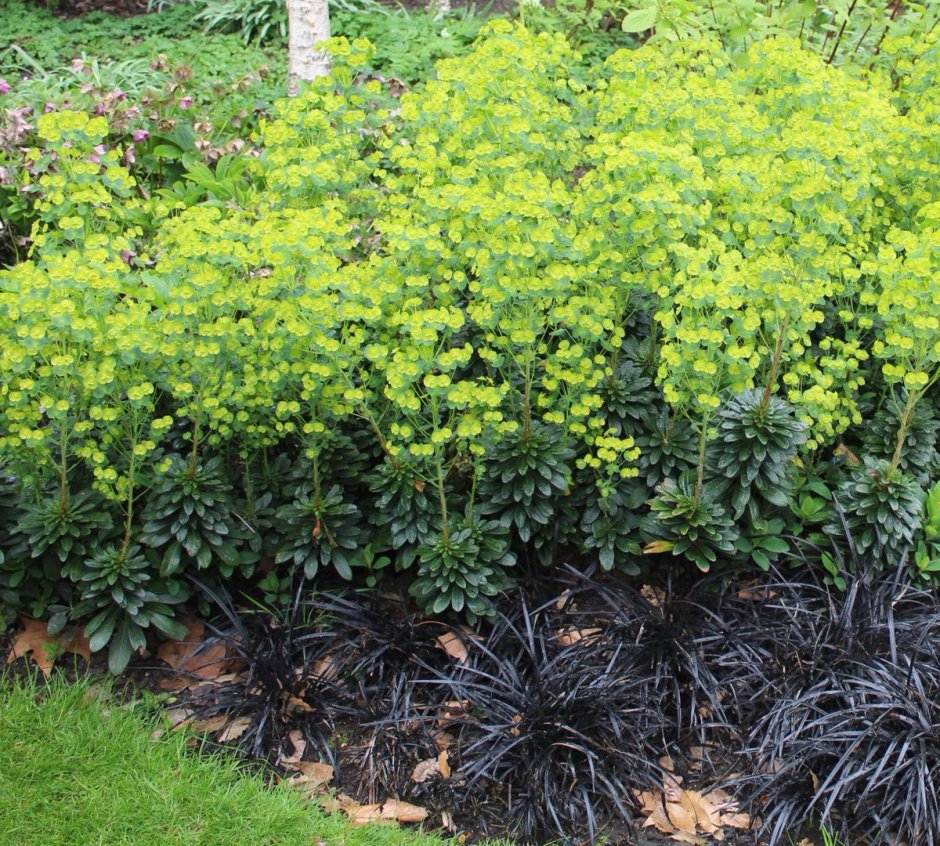 Euphorbia characias wulfenii