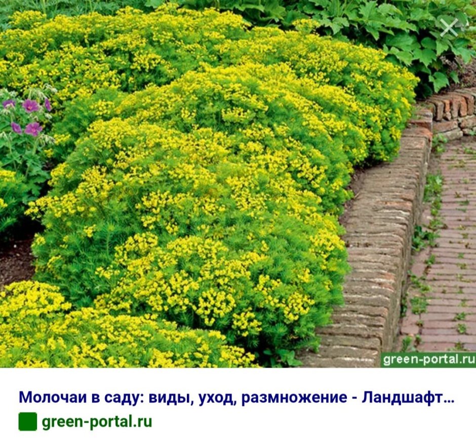 Молочай многоцветковый солнышко