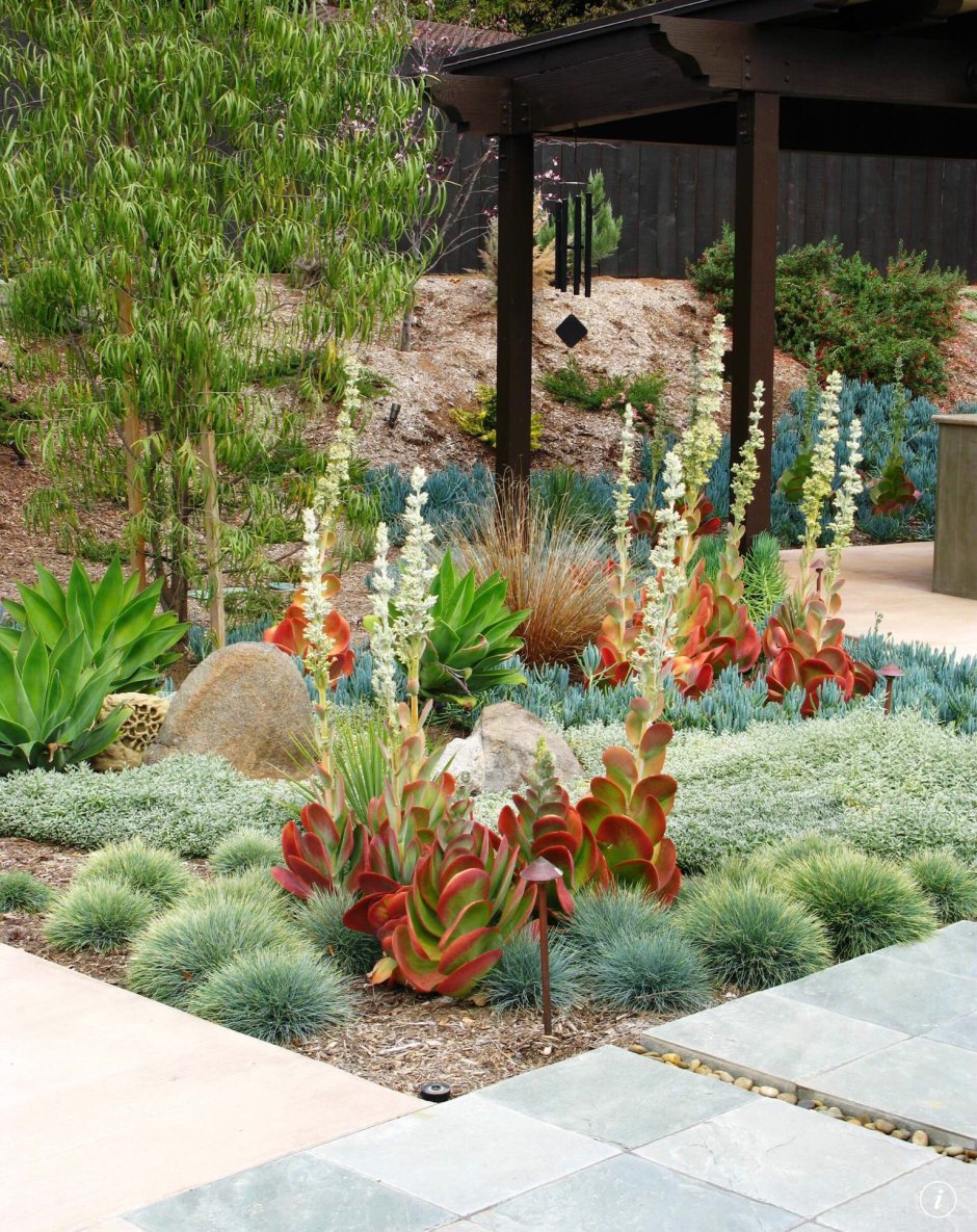 Молочай кипарисовый и многоцветковый