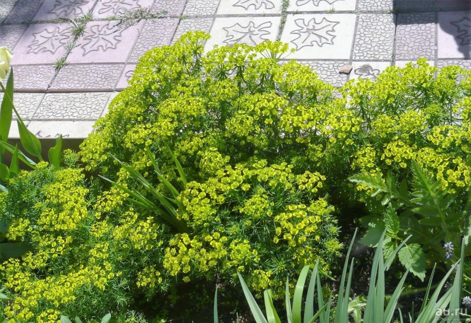 Молочай кипарисовый (Euphorbia cyparissias)
