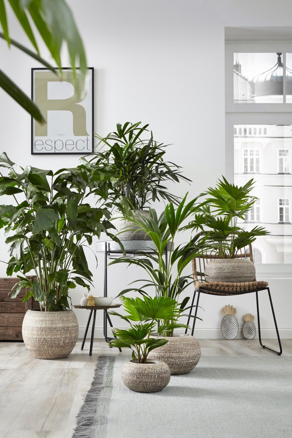 Растение houseplants d8 h35