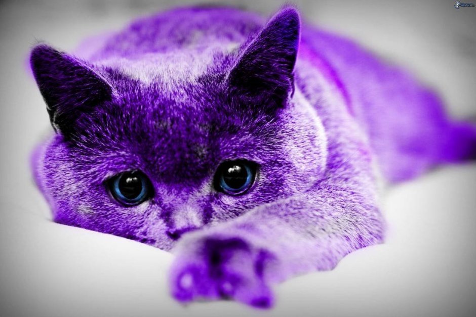 Фиолетовый котенок