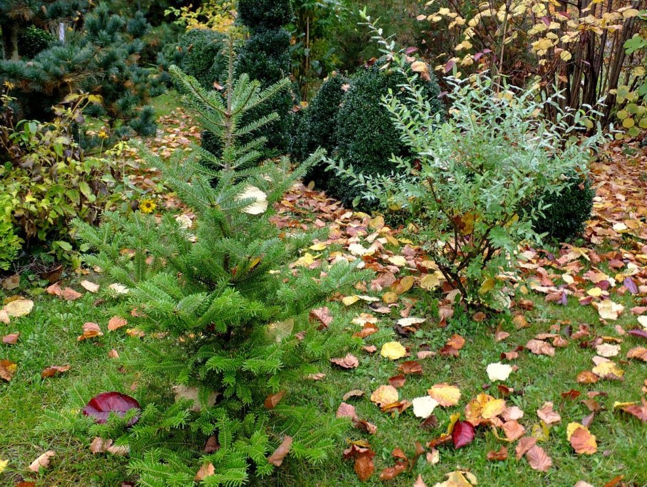 Abies Koreana 'Horstmann'