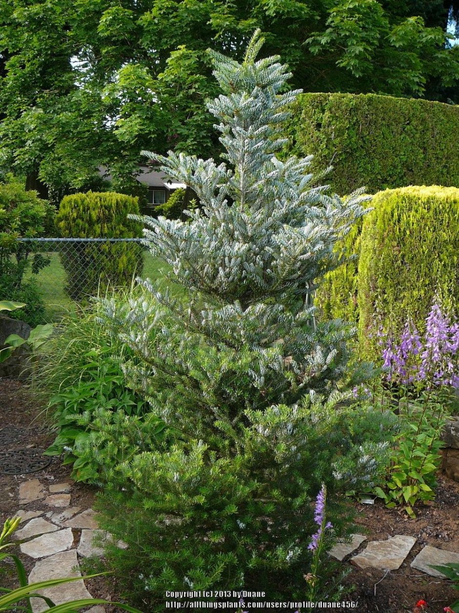 Abies Koreana пихта корейская 3