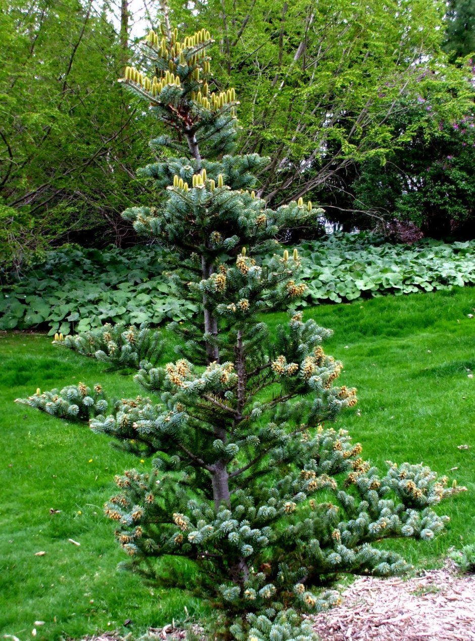 Пихта корейская Abies Koreana Silberlocke